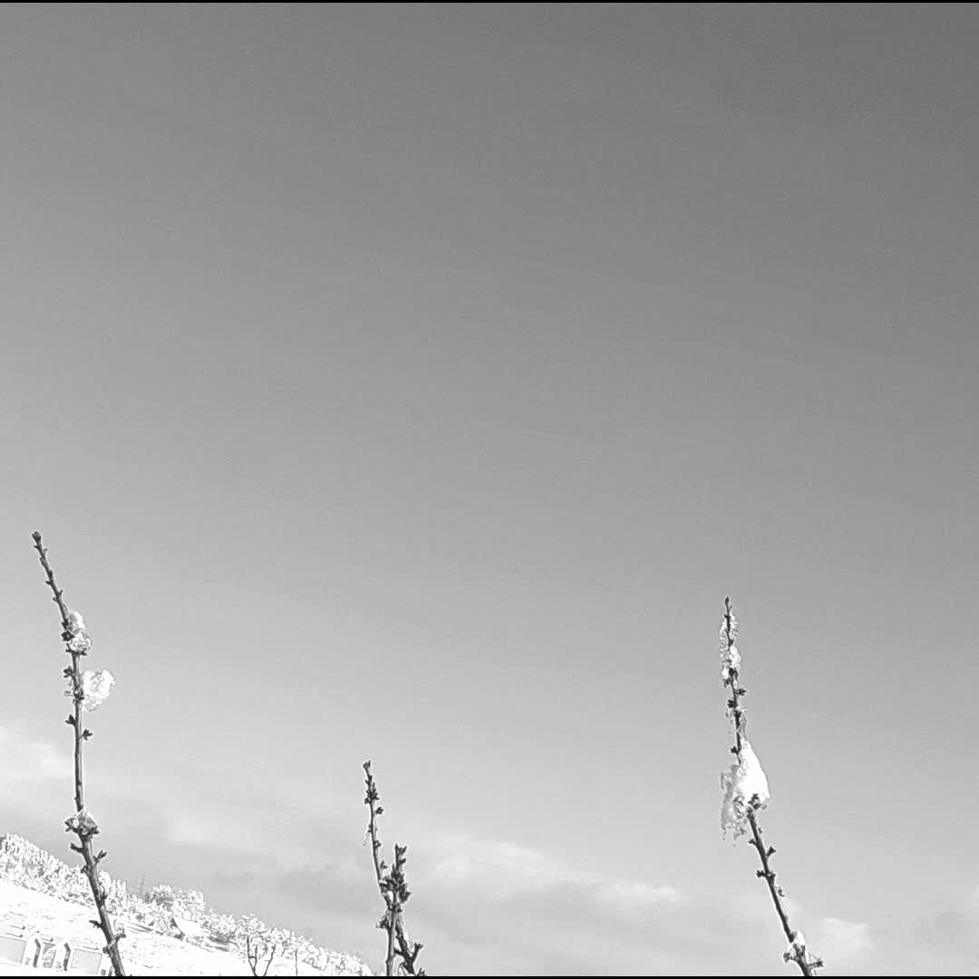 Post by Nihad Hasanović