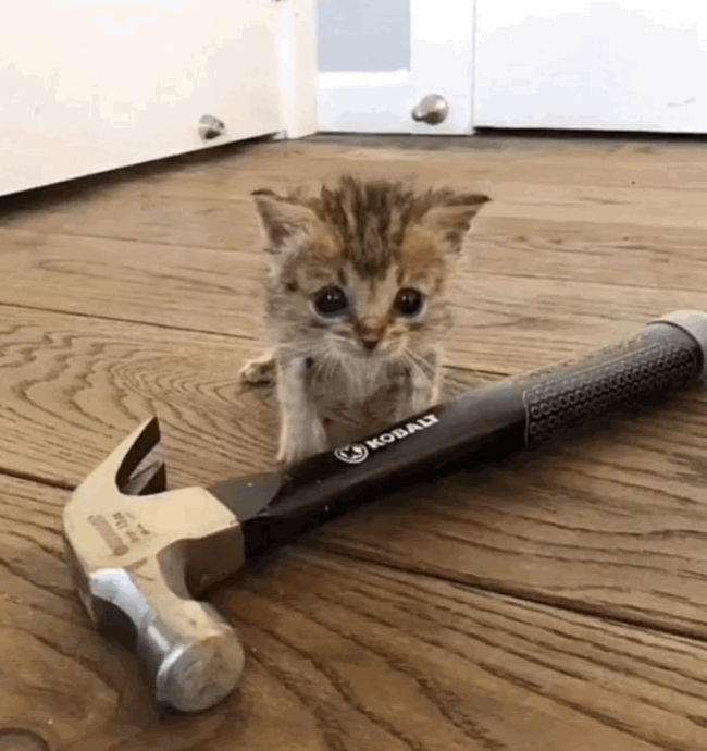 Hammer cat!!