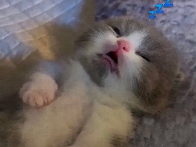 Sleeping cat stream